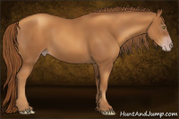 Horse Color:Gray Gold Champagne