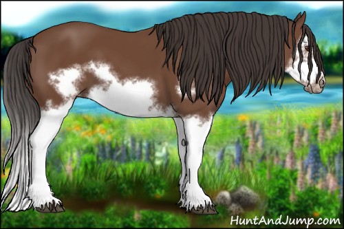 Horse Color:Bay Splash Frame