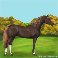Horse Color:Liver Chestnut  and Liver Chestnut 