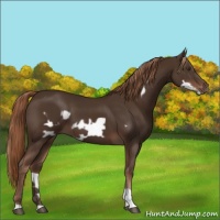 Horse Color:Liver Chestnut  and Liver Chestnut Frame 