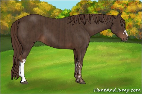 Horse Color:Liver Chestnut  and Liver Chestnut 