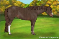 Horse Color:Liver Chestnut  and Liver Chestnut 