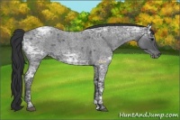 Horse Color:Blue Ice Roan 