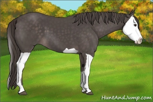 Horse Color:Platinum Liver Chestnut  and Platinum Liver Chestnut Splash 