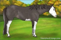 Horse Color:Platinum Liver Chestnut and Platinum Liver Chestnut Splash