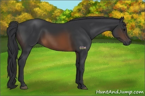 Horse Color:Brown Rabicano 