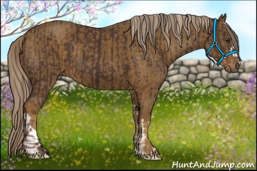 Horse Color:Liver Chestnut  and Chocolate Palomino 