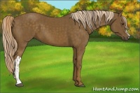 Horse Color:Chocolate Palomino  and Chocolate Palomino 