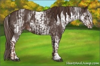 Horse Color:Liver Chestnut  and White Spotted Liver Chestnut 