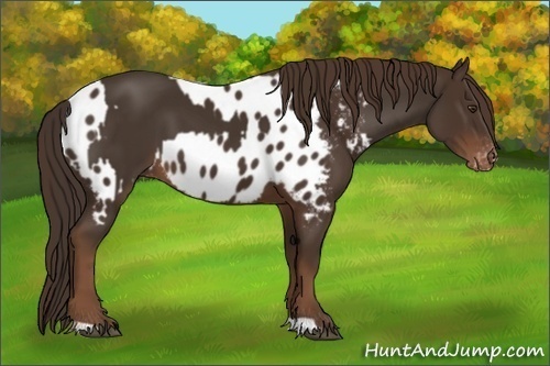 Horse Color:Liver Chestnut  and Liver Chestnut Near Leopard 