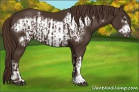 Horse Color:Liver Chestnut  and Liver Chestnut Frame 