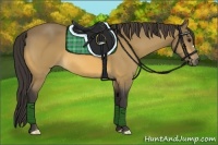 Horse Color:Buckskin 