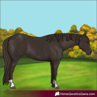 Horse Color:Liver Chestnut  and Liver Chestnut 