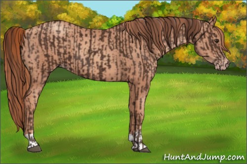 Horse Color:Liver Chestnut  and Gold Champagne 