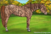 Horse Color:Liver Chestnut  and Gold Champagne 