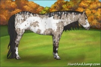 Horse Color:Liver Red Dun Appaloosa  and Liver Red Dun Frame 