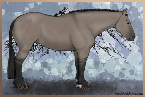 Horse Color:Gray Grullo 