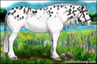Horse Color:White Spotted Black Appaloosa