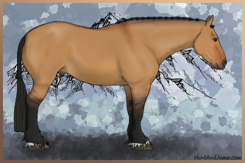 Horse Color:Gray Bay Dun 