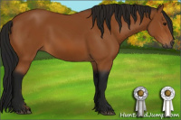Horse Color:Gray Bay 