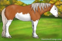 Horse Color:Silver Bay Splash 