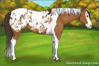 Horse Color:Bay Splash Tobiano Appaloosa 