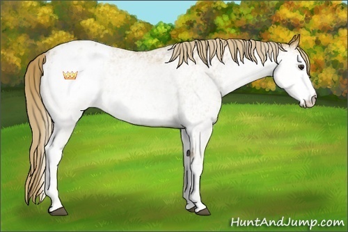 Horse Color:White Spotted Chestnut Appaloosa 