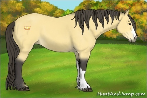 Horse Color:Buckskin 