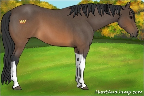 Horse Color:Brown Roan Tobiano 