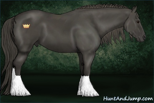 Horse Color:Smoky Black 