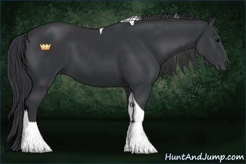 Horse Color:Black Tobiano 