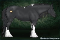 Horse Color:Black Tobiano 