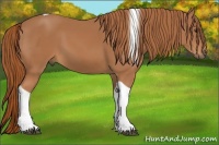 Horse Color:Chestnut Tobiano