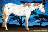 Horse Color:Gold Champagne Appaloosa  and Gold Champagne Appaloosa 
