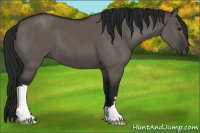 Horse Color:Gray Grullo