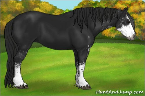 Horse Color:Gray Black Sabino 