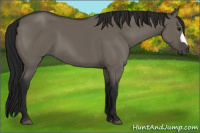 Horse Color:Gray Grullo 