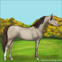 Horse Color:Gray Smoky Grullo Pearl