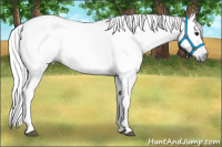 Horse Color:Gray Grullo 