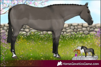 Horse Color:Gray Grullo