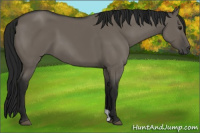 Horse Color:Gray Grullo 