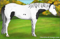 Horse Color:Gray Black Splash Tobiano 