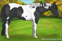 Horse Color:Black Tobiano 