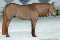 Horse Color:Gray Chestnut 