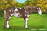 Horse Color:Liver Chestnut Sabino Rabicano 