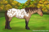 Horse Color:Bay Dun Sabino Appaloosa 