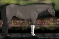 Horse Color:Gray Grullo 