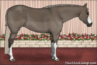 Horse Color:Gray Silver Grullo 