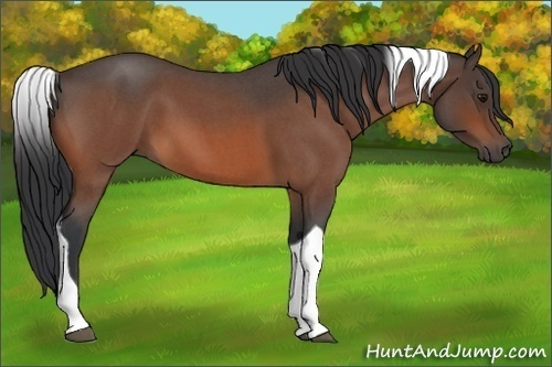 Horse Color:Bay Roan Tobiano