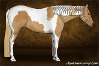 Horse Color:Red Roan Tobiano 